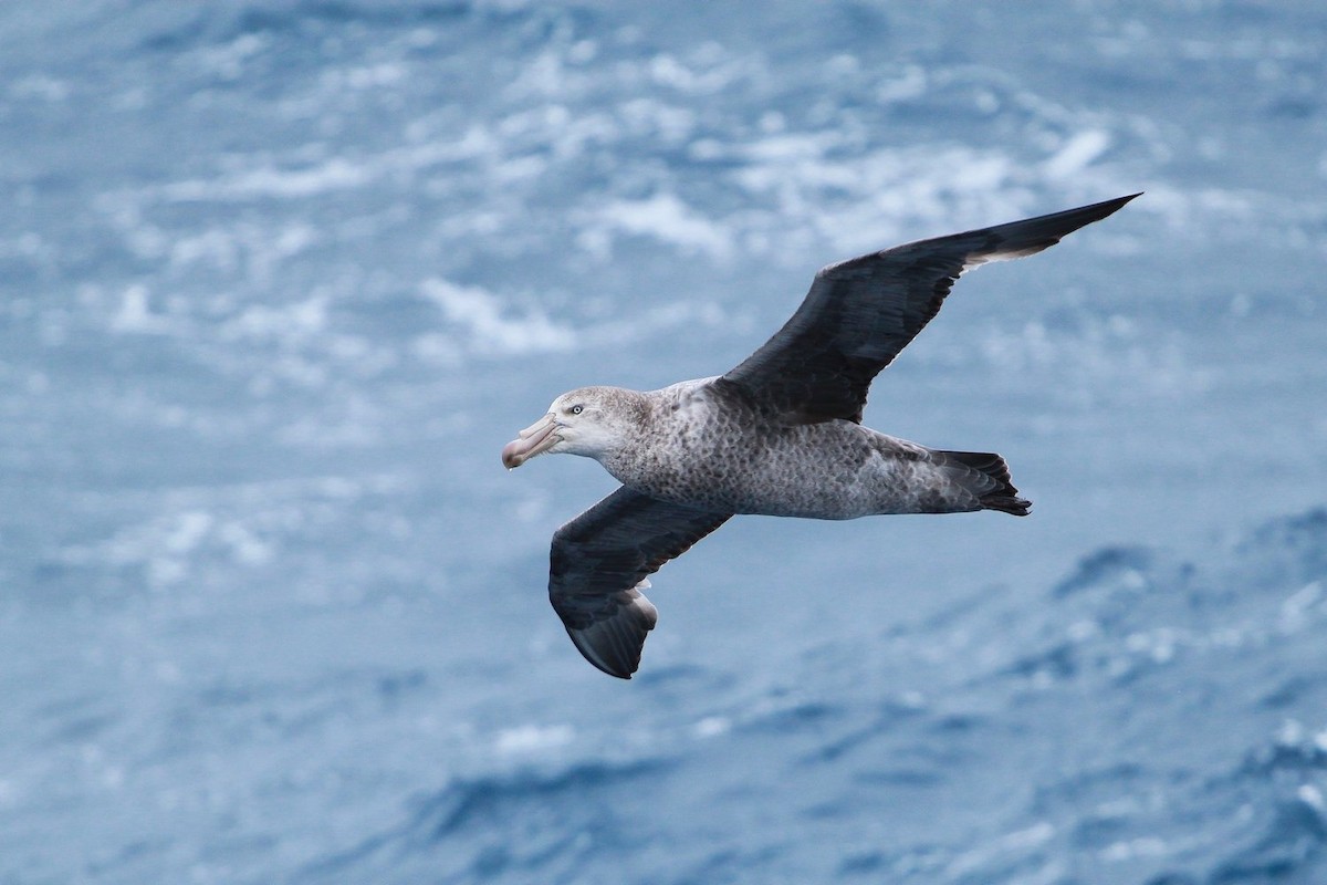 Southern Giant-Petrel - ML645402557