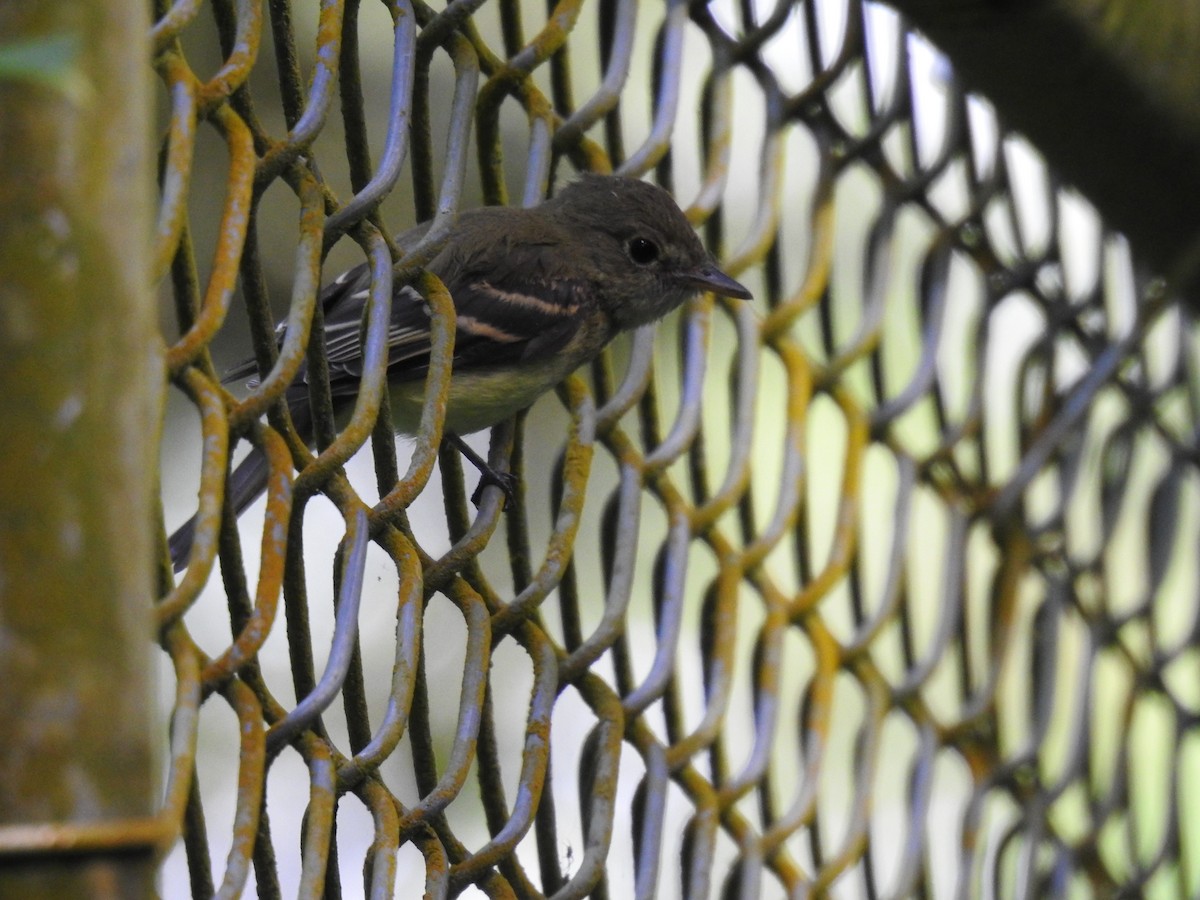 חטפית Empidonax בלתי-מזוהה - ML645402559