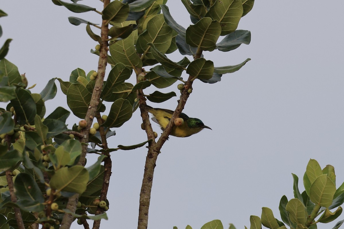 strdimil obojkový - ML645402577