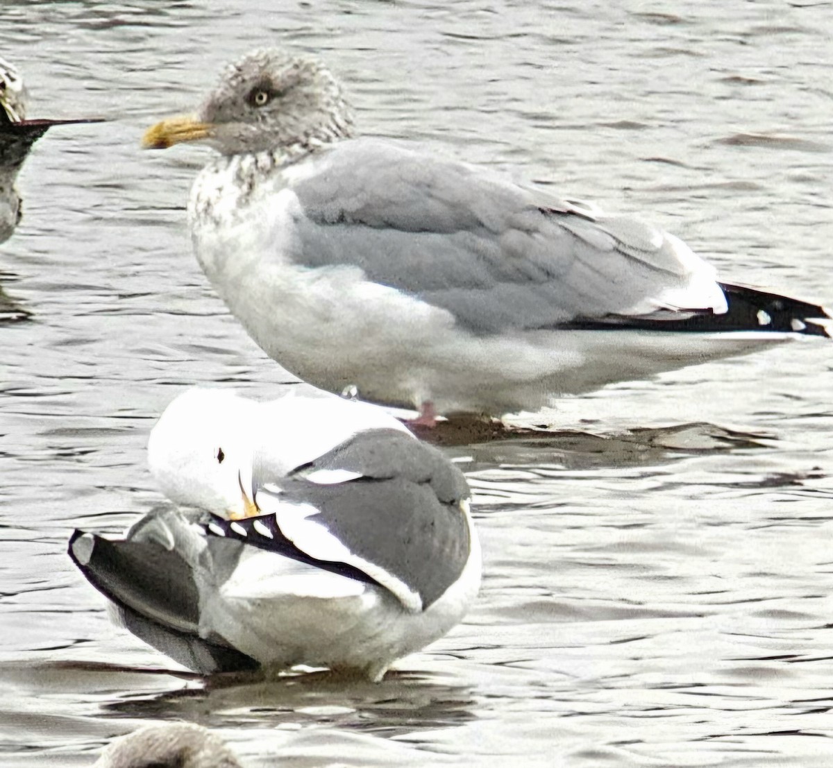 American Herring Gull - ML645402582