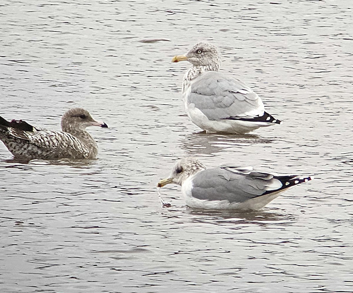 American Herring Gull - ML645402583