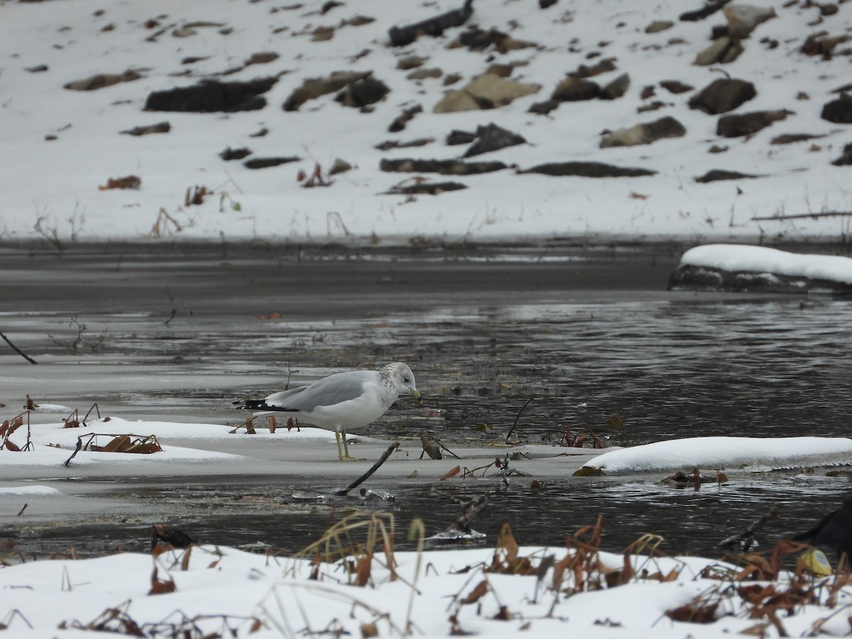 Ring-billed Gull - ML645402584