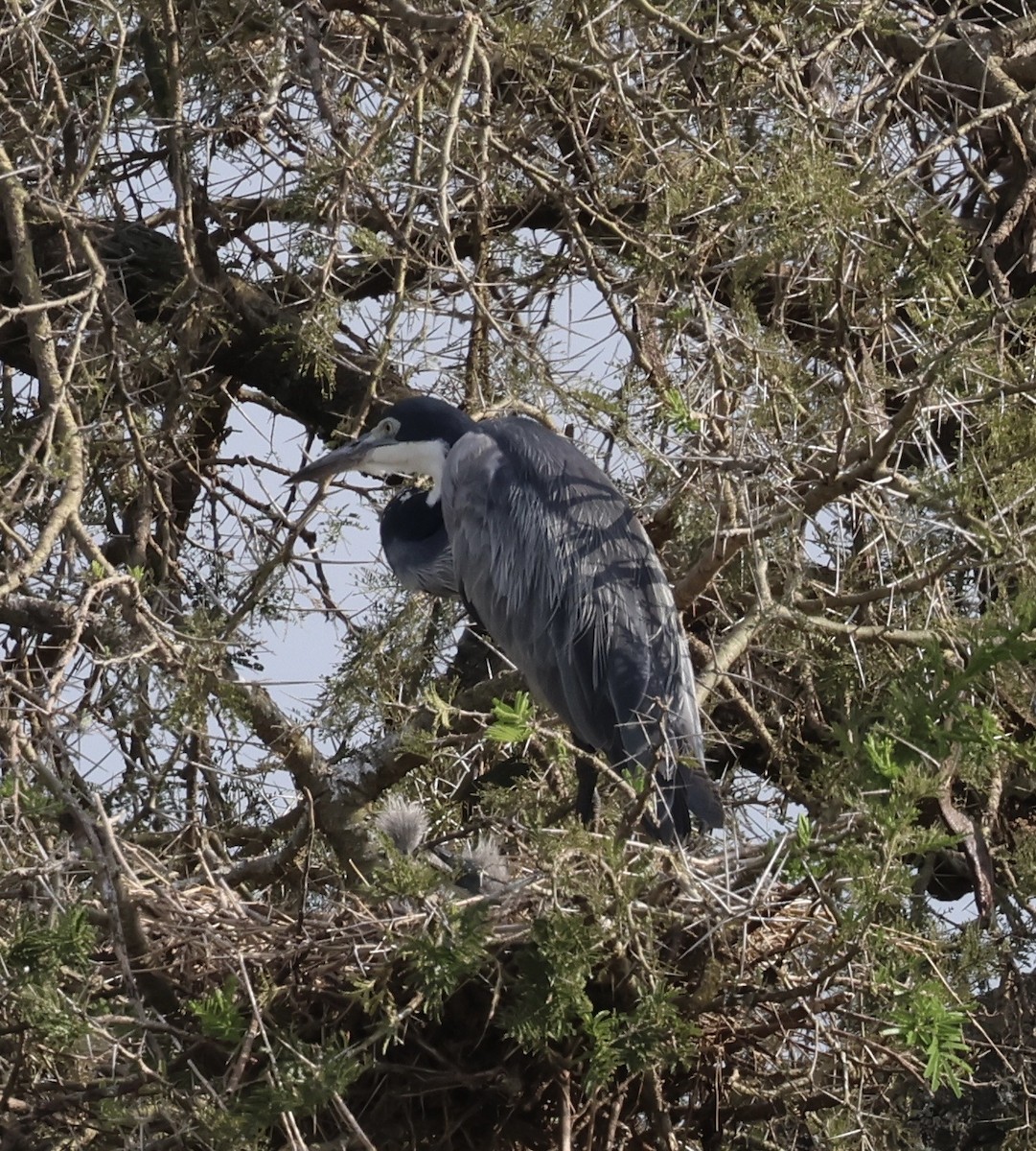 Héron mélanocéphale - ML645402603