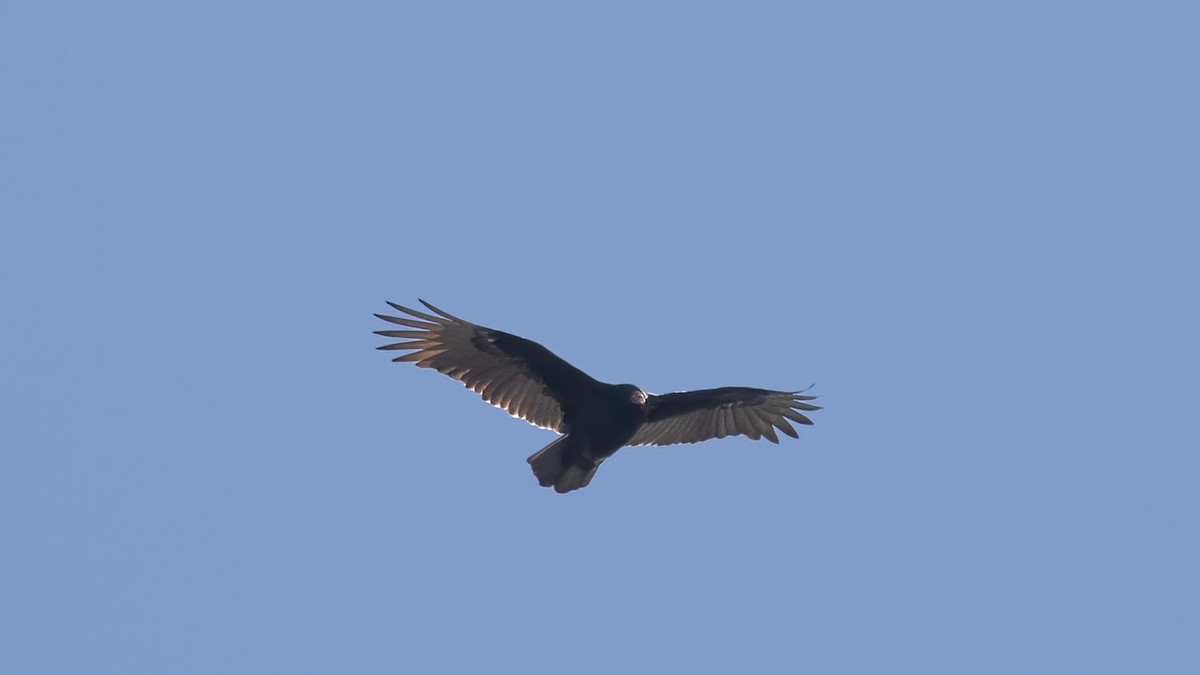 Turkey Vulture - ML645402628