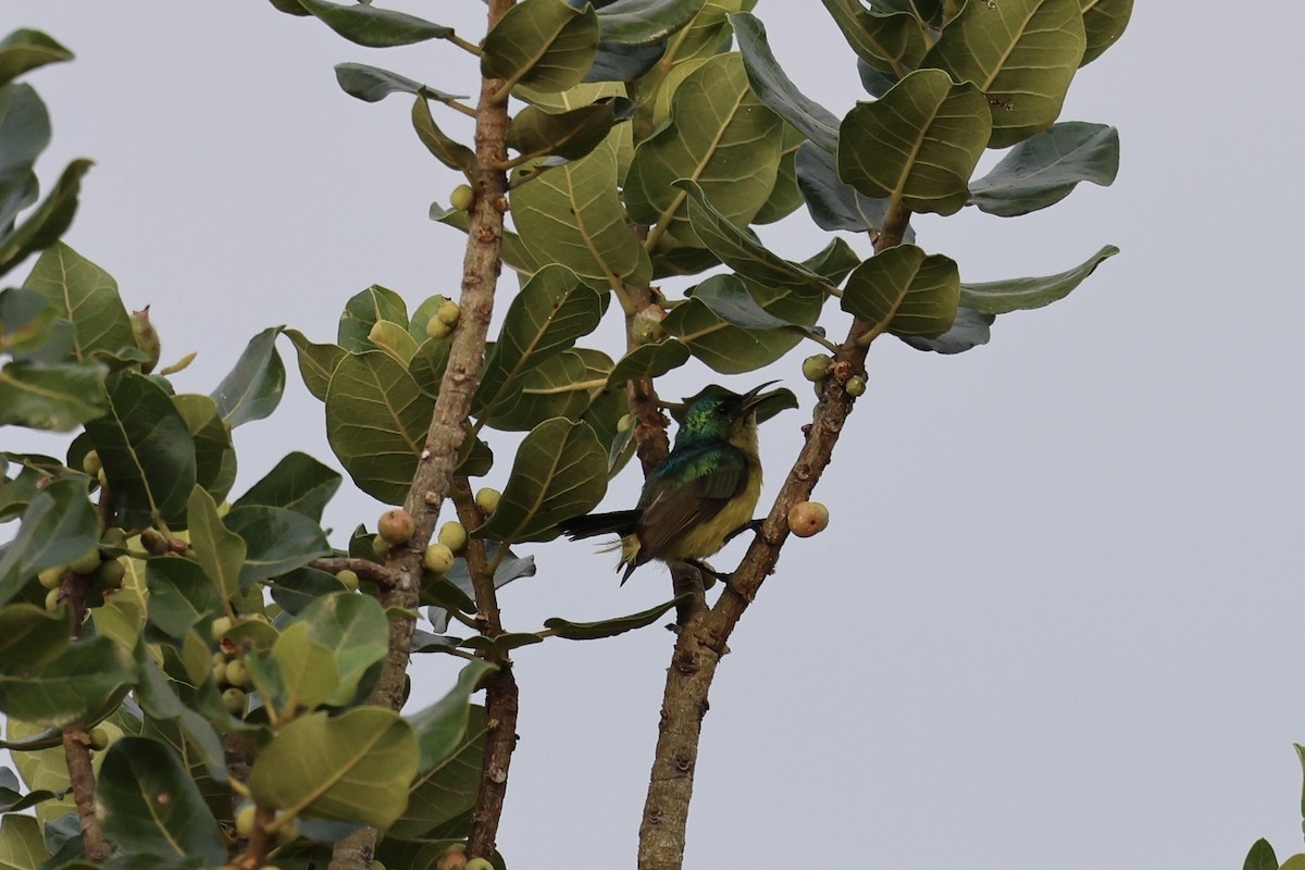 strdimil obojkový - ML645402637