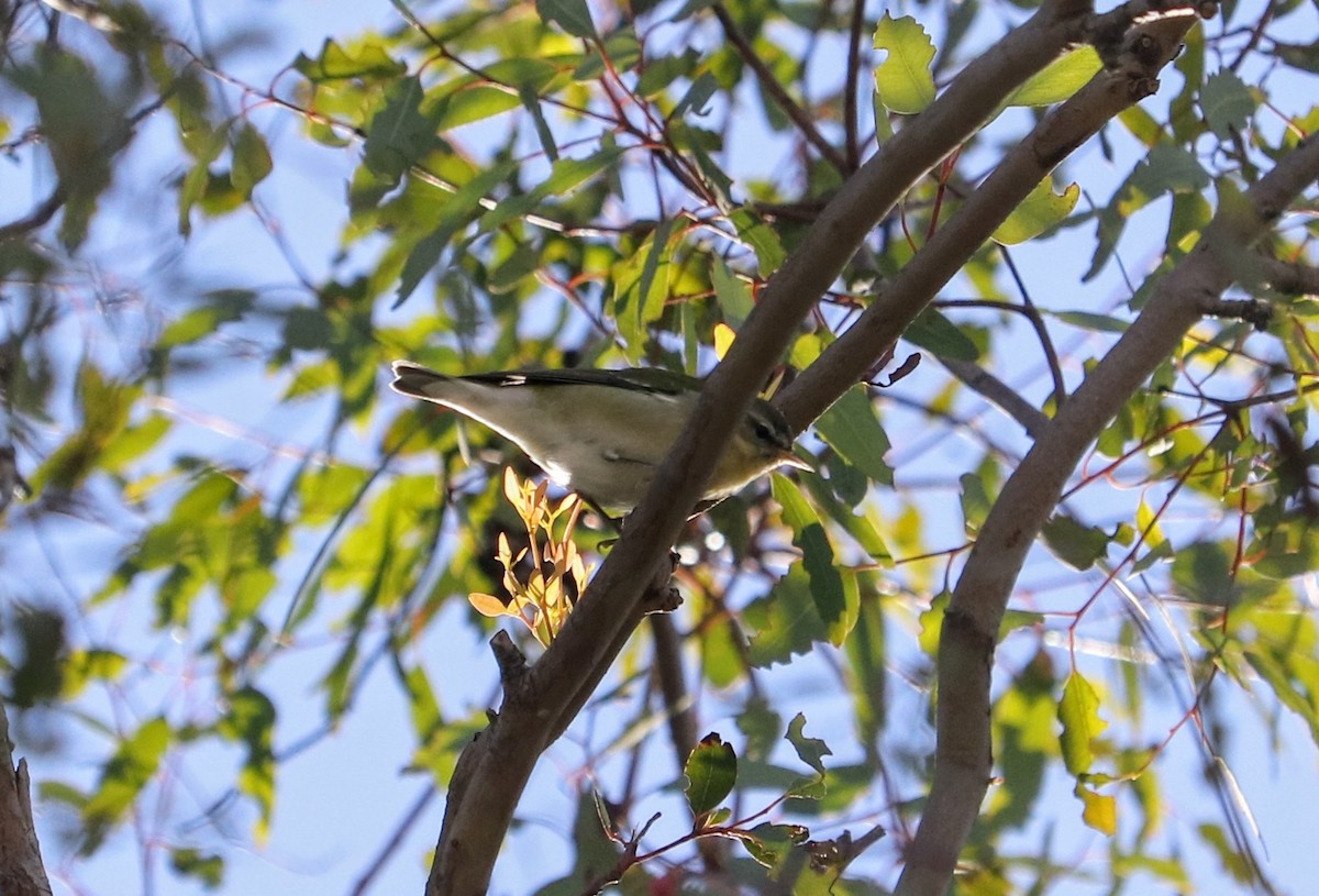 Tennessee Warbler - ML645402638