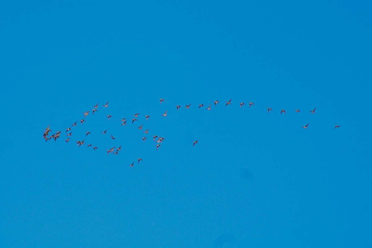 Northern Pintail - ML645402639