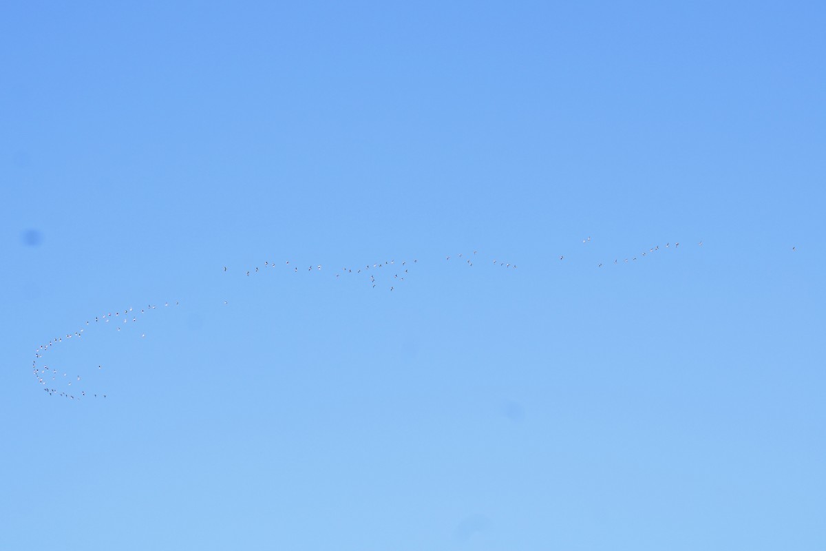 Northern Pintail - ML645402640