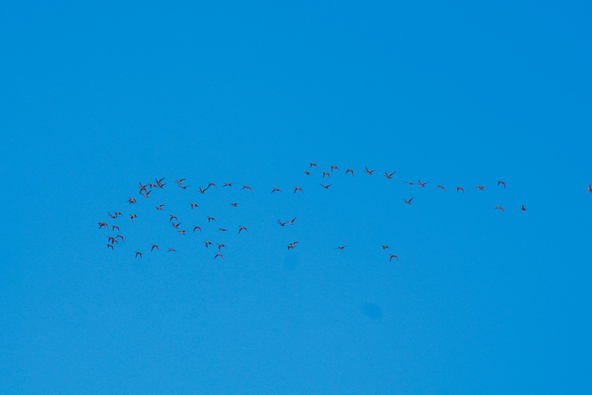 Northern Pintail - ML645402641