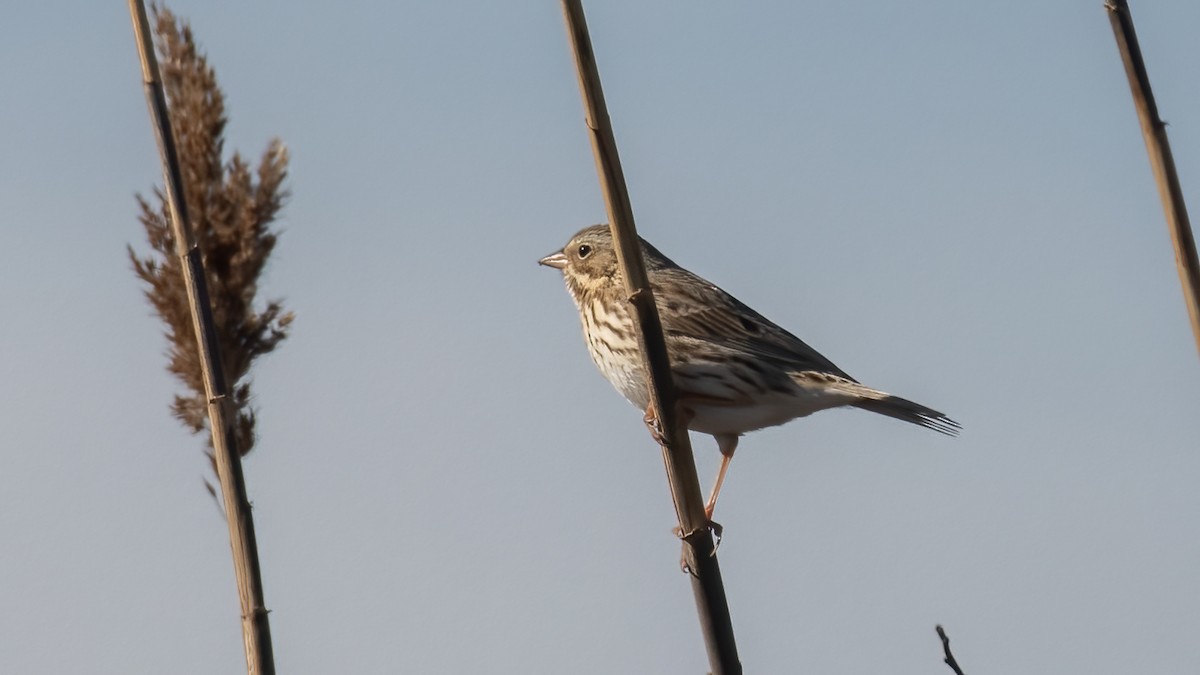 Savannah Sparrow (Ipswich) - ML645402644