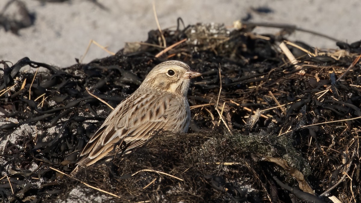 Savannah Sparrow (Ipswich) - ML645402645