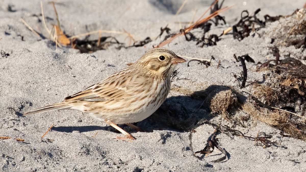 Savannah Sparrow (Ipswich) - ML645402646