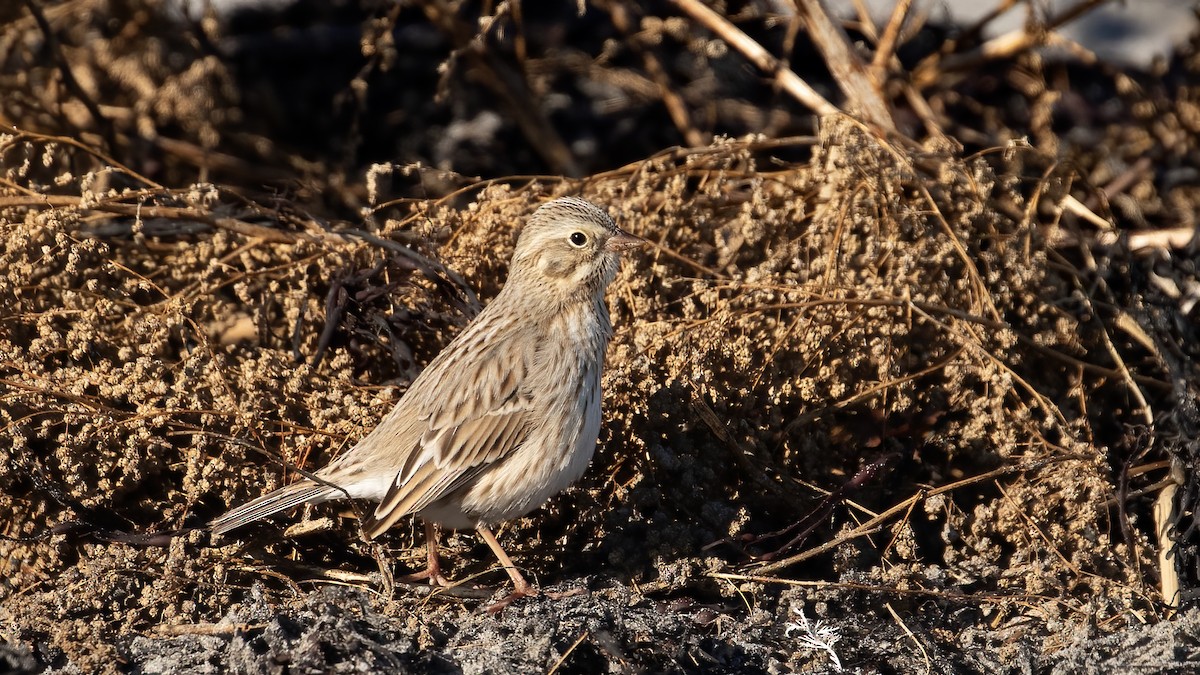 Savannah Sparrow (Ipswich) - ML645402647