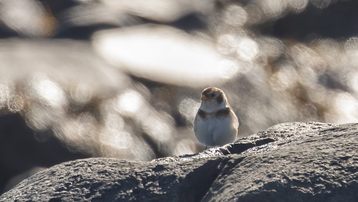 Snow Bunting - ML645402662
