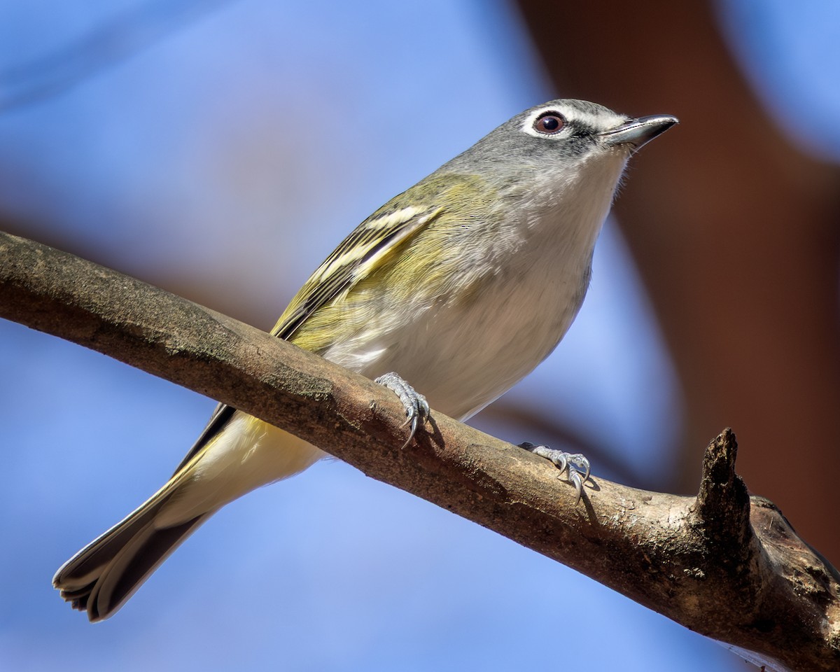 Blue-headed Vireo - ML645402664