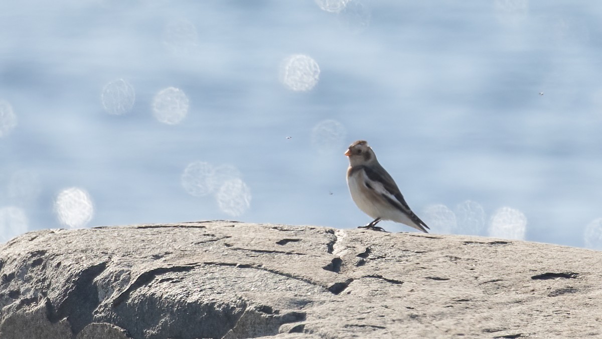 Snow Bunting - ML645402665