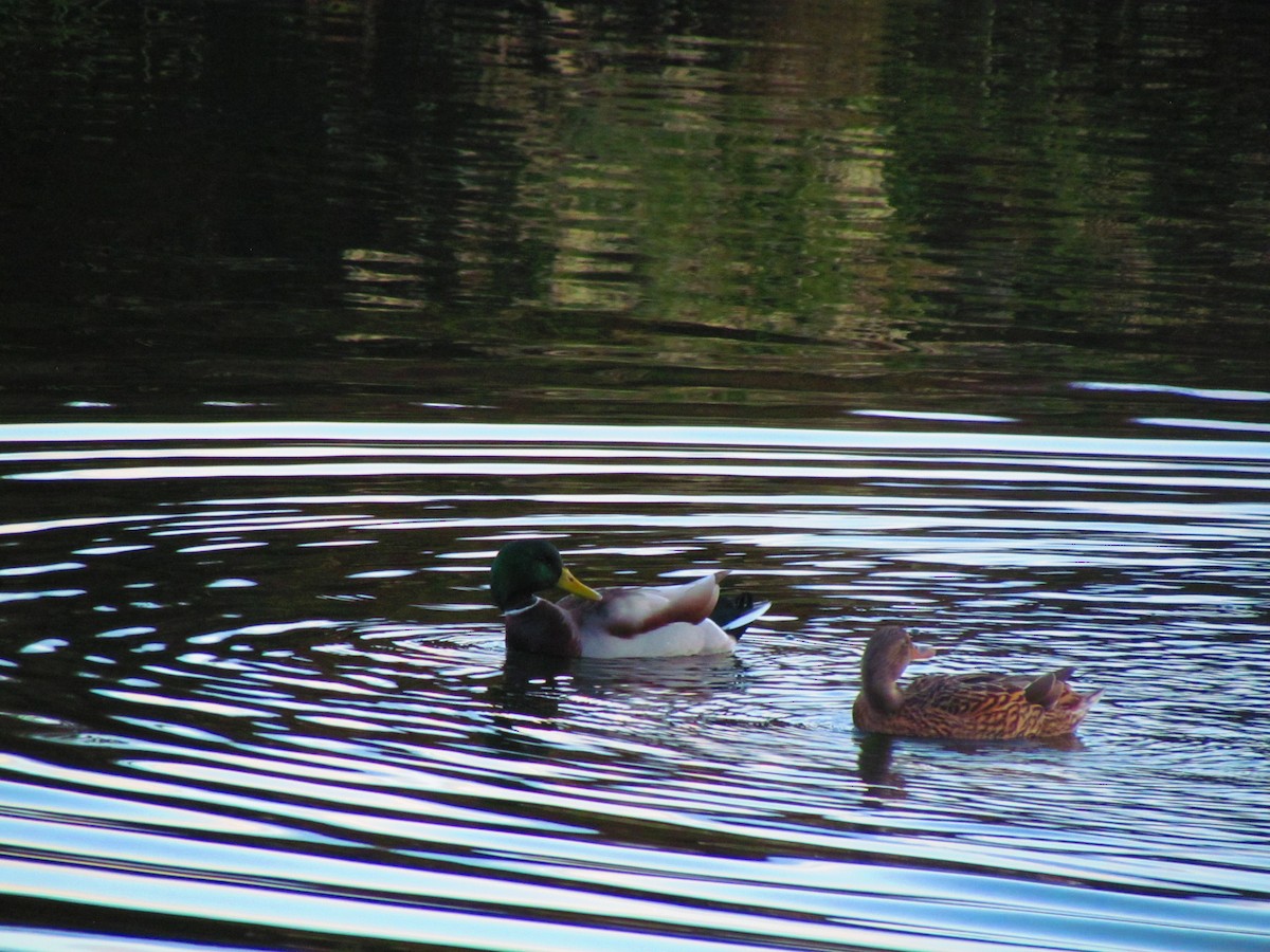 Зэрлэг нугас - ML645402670