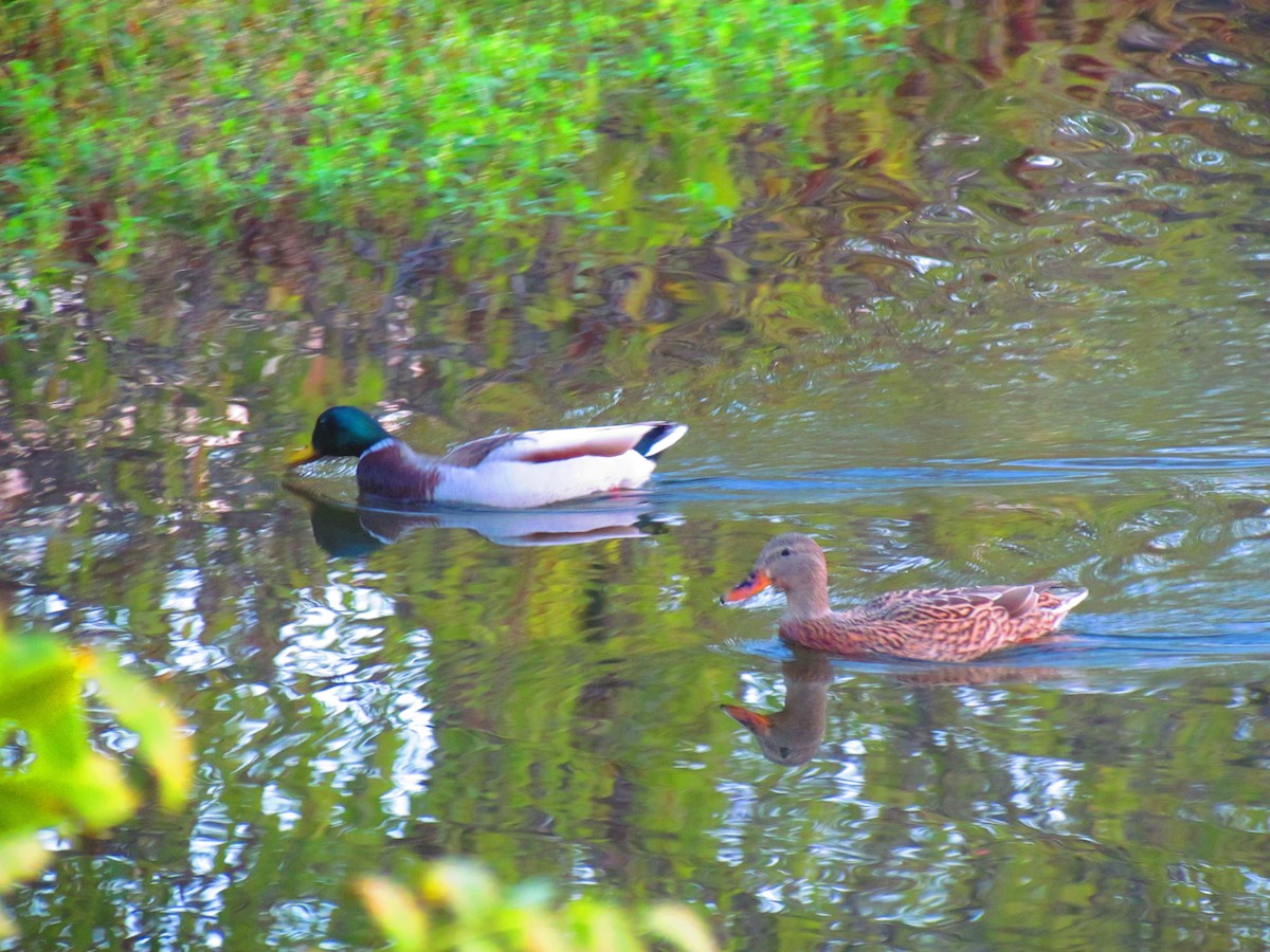 Зэрлэг нугас - ML645402671