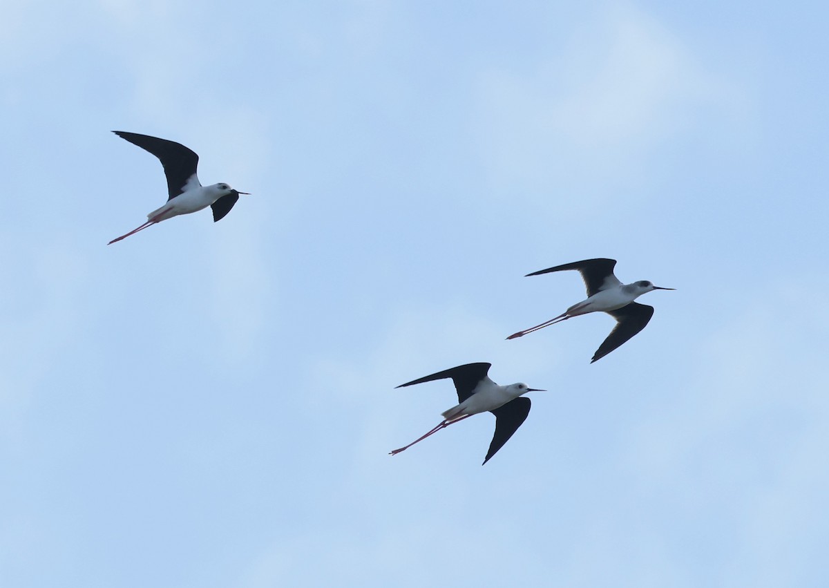 高蹺鴴 - ML645402677