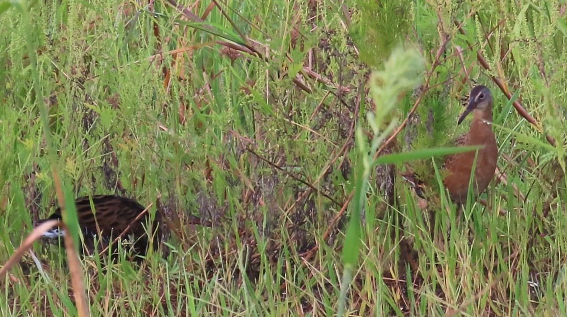 chřástal královský - ML645402681