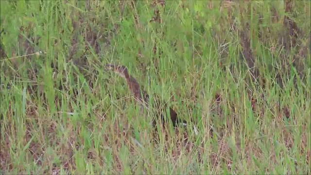 Пастушок королівський - ML645402682