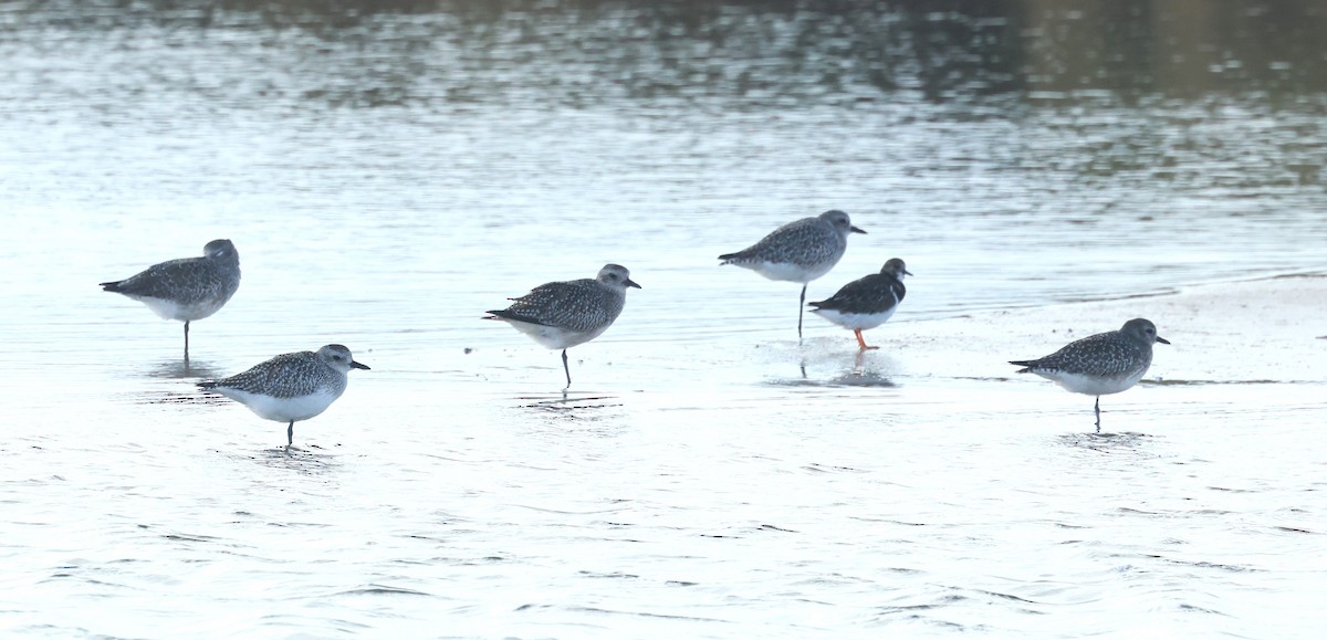 חופזי מנומר - ML645402691