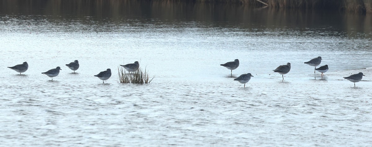 חופזי מנומר - ML645402693