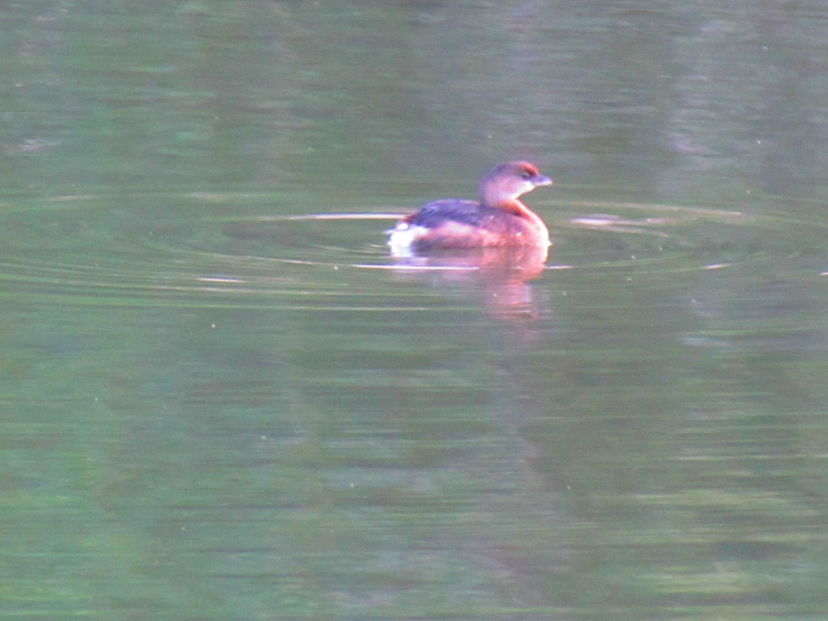 Pied-billed Grebe - ML645402696