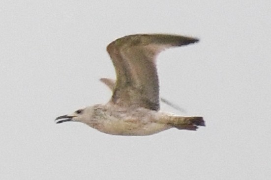 Caspian Gull - ML645402698