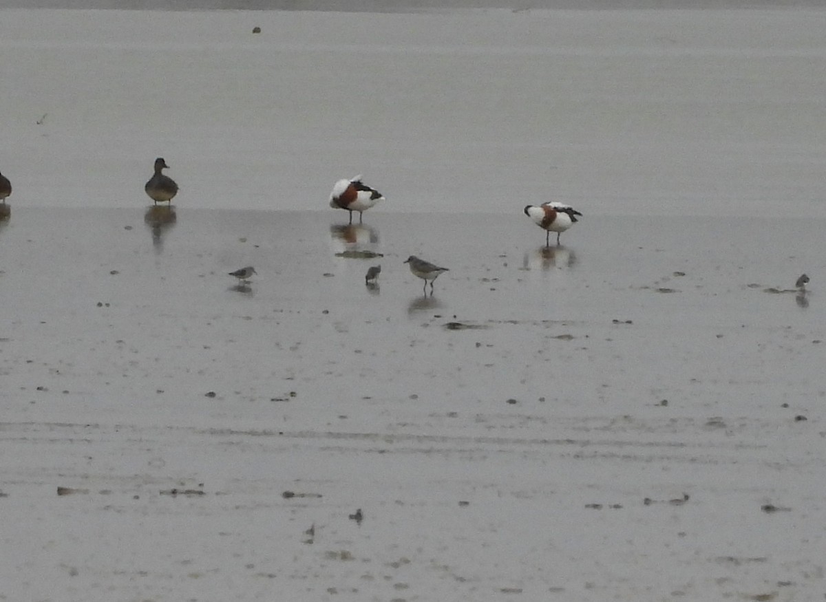 חופזי מנומר - ML645402700