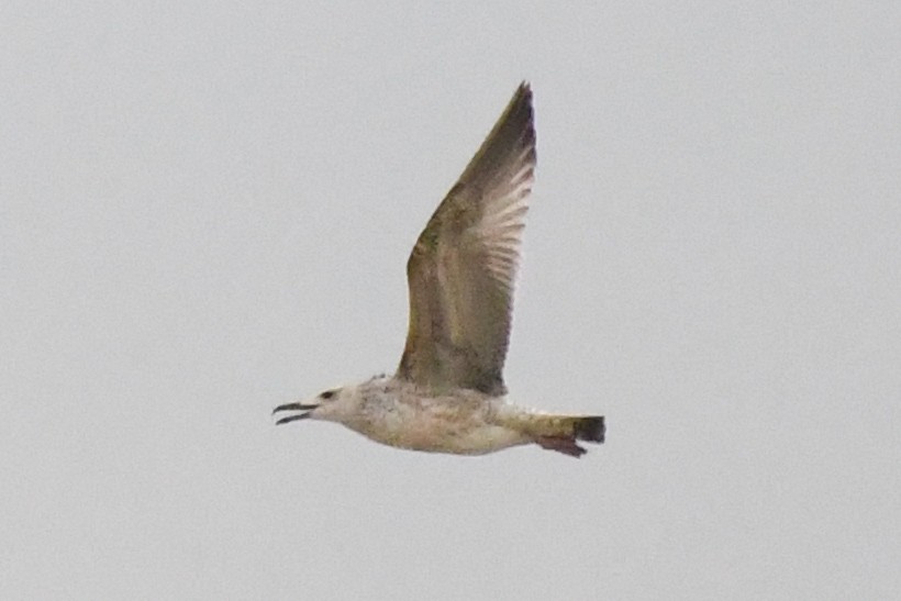 Caspian Gull - ML645402705