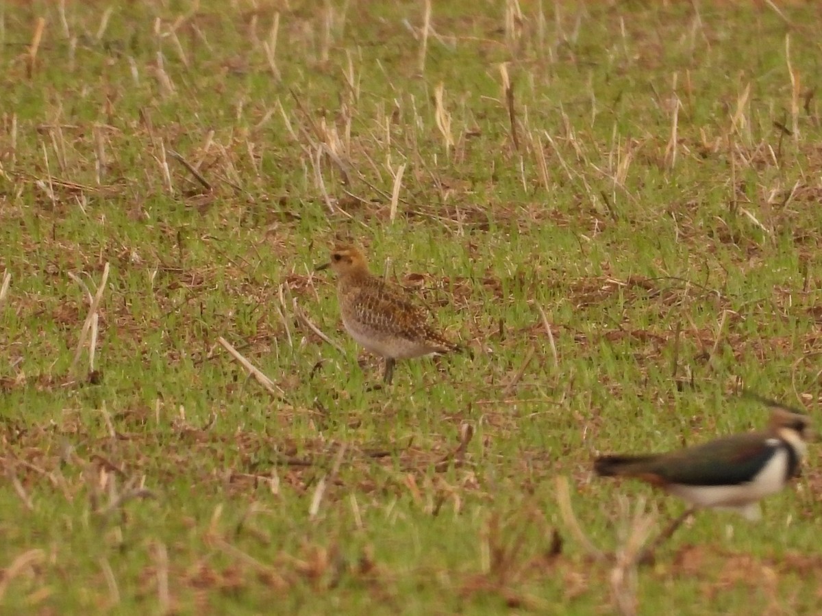 Сивка звичайна - ML645402708