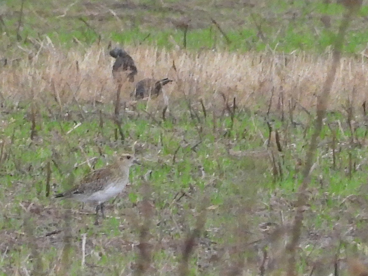 Сивка звичайна - ML645402714