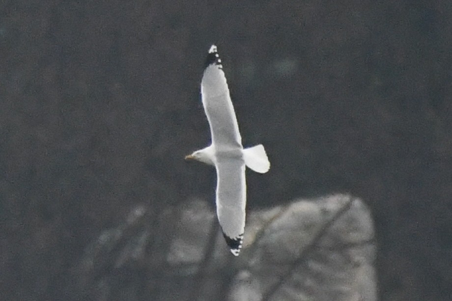 Yellow-legged Gull - ML645402719