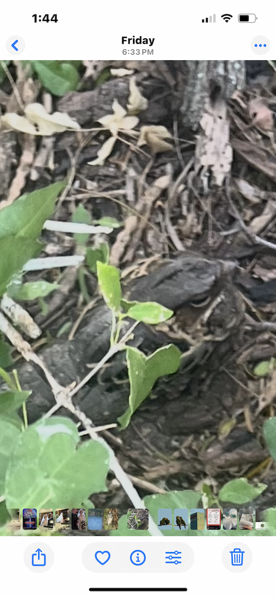 Пораке - ML645402720