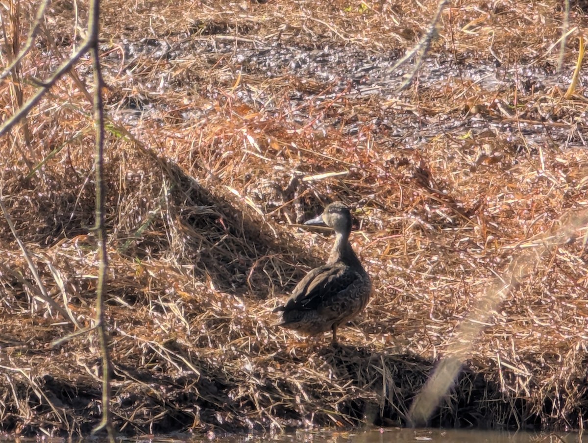 Blue-winged Teal - ML645402721
