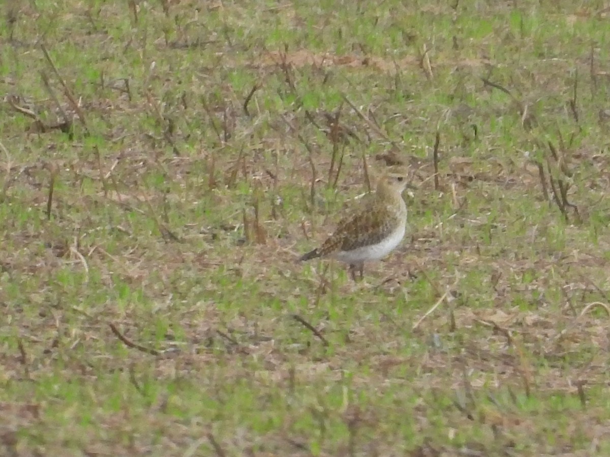 Сивка звичайна - ML645402725