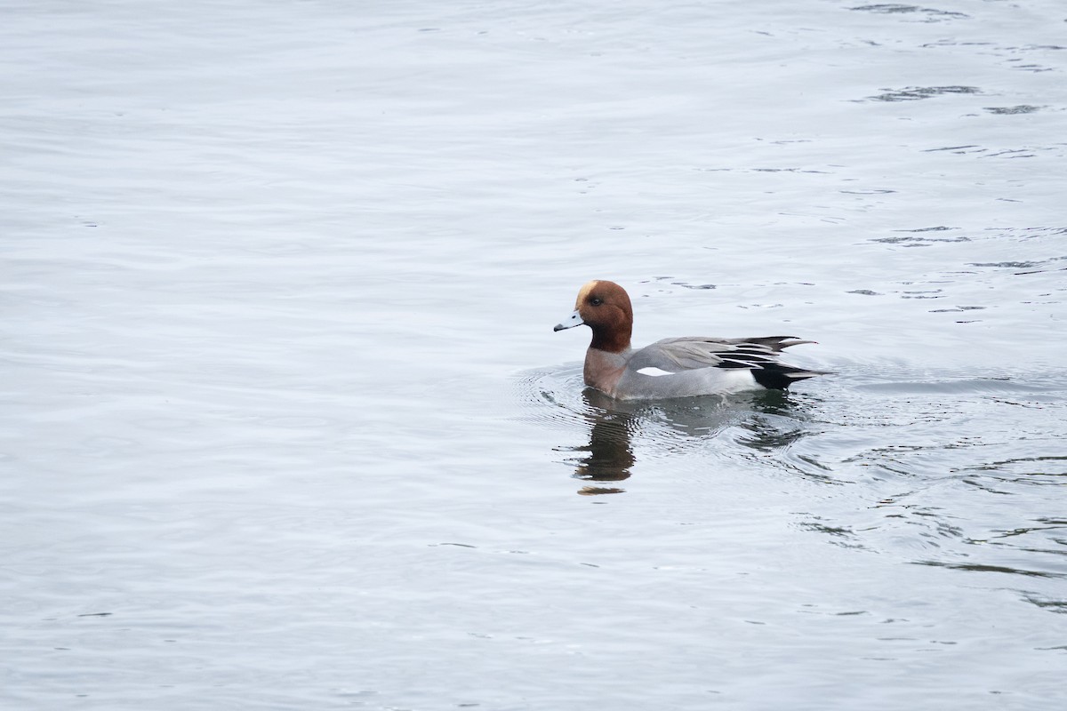 Eurasian Wigeon - ML645402730