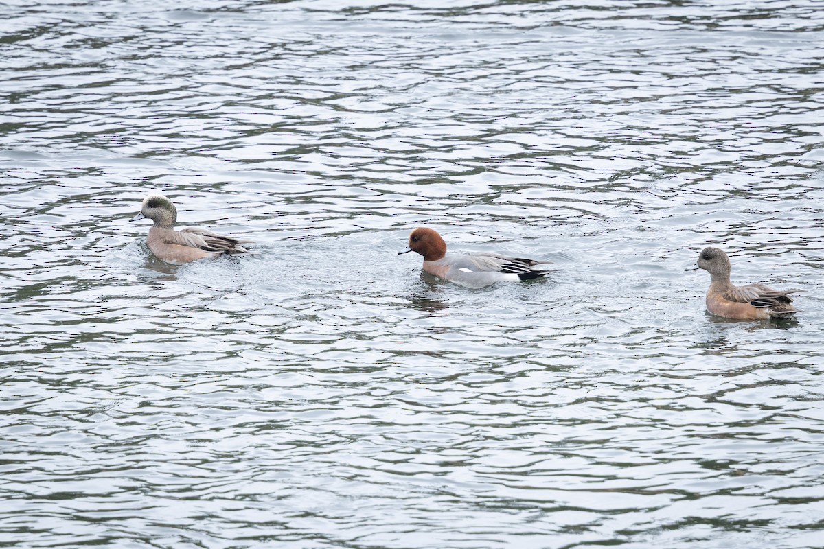 Eurasian Wigeon - ML645402731