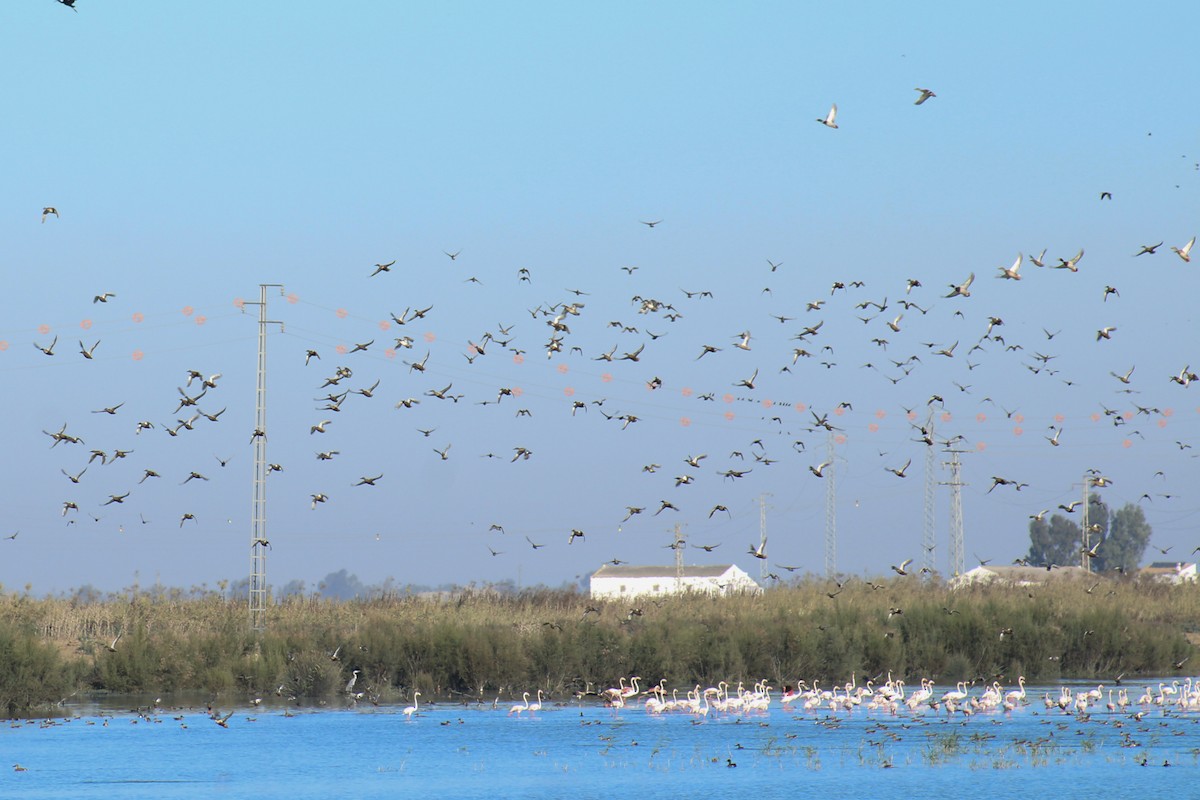 Northern Shoveler - ML645402732