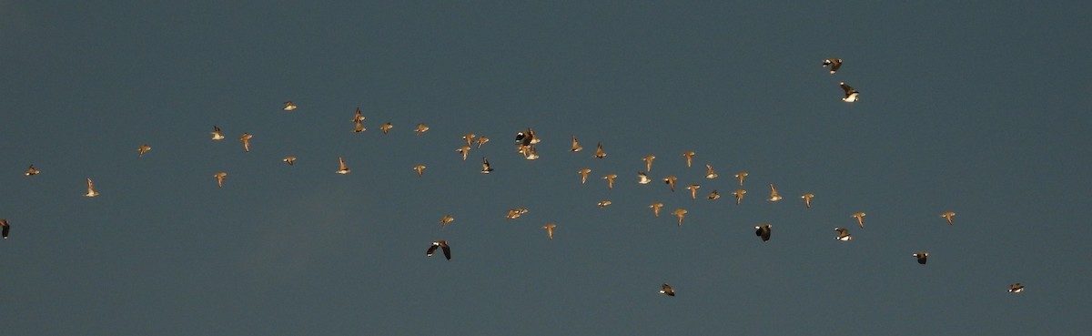 Сивка звичайна - ML645402736