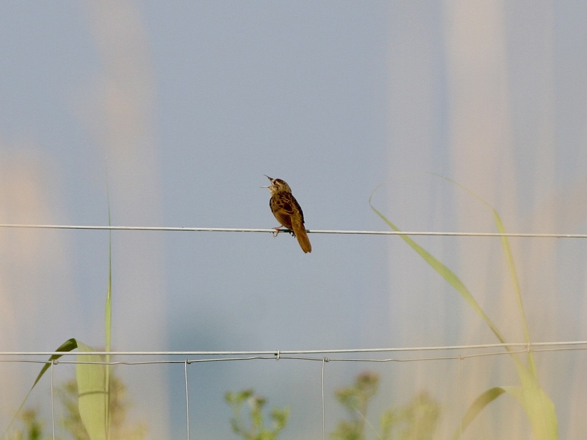 Buscarla Pintoja - ML645402737