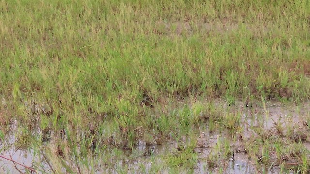 Пастушок королівський - ML645402739