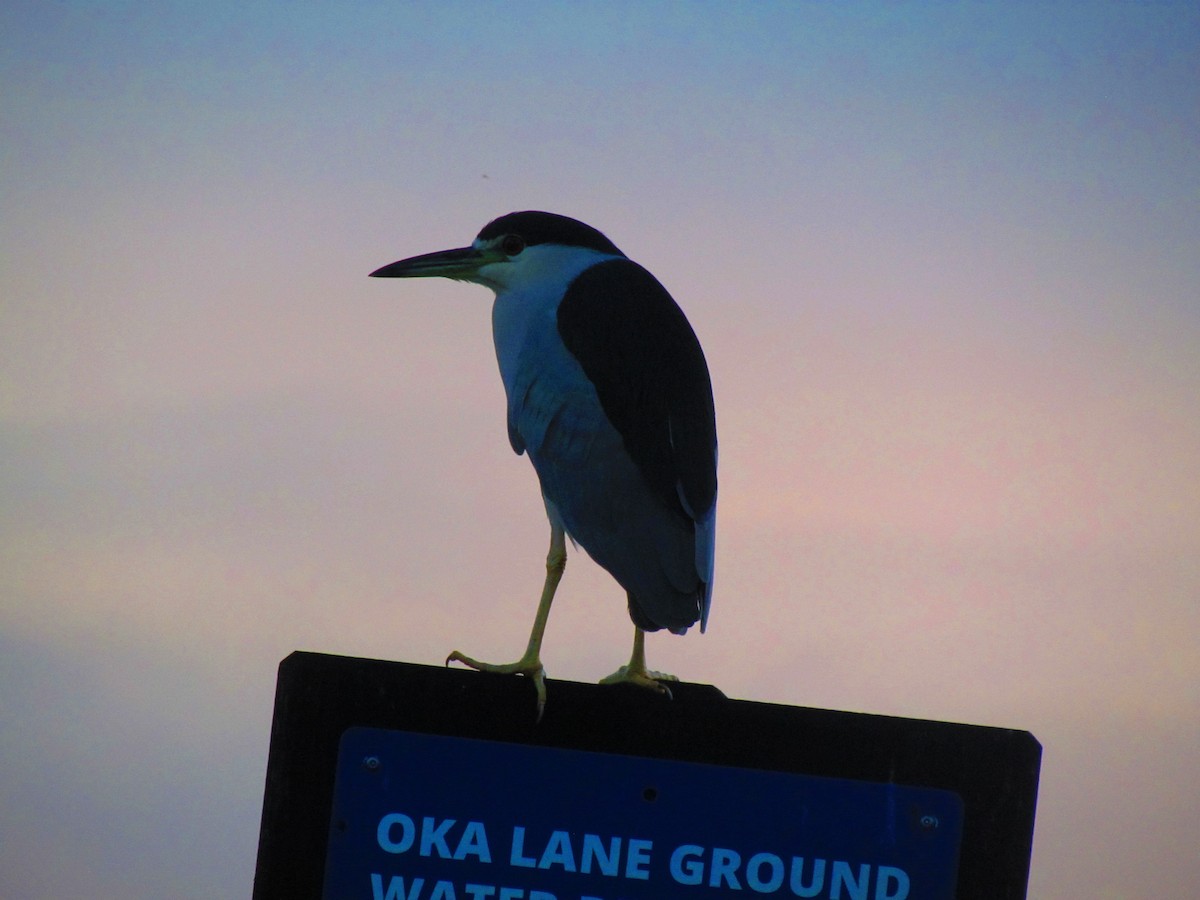 Ногоовор зашин - ML645402740