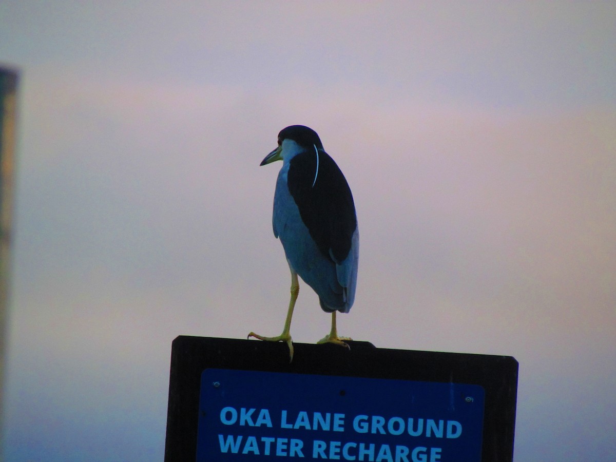 Ногоовор зашин - ML645402741