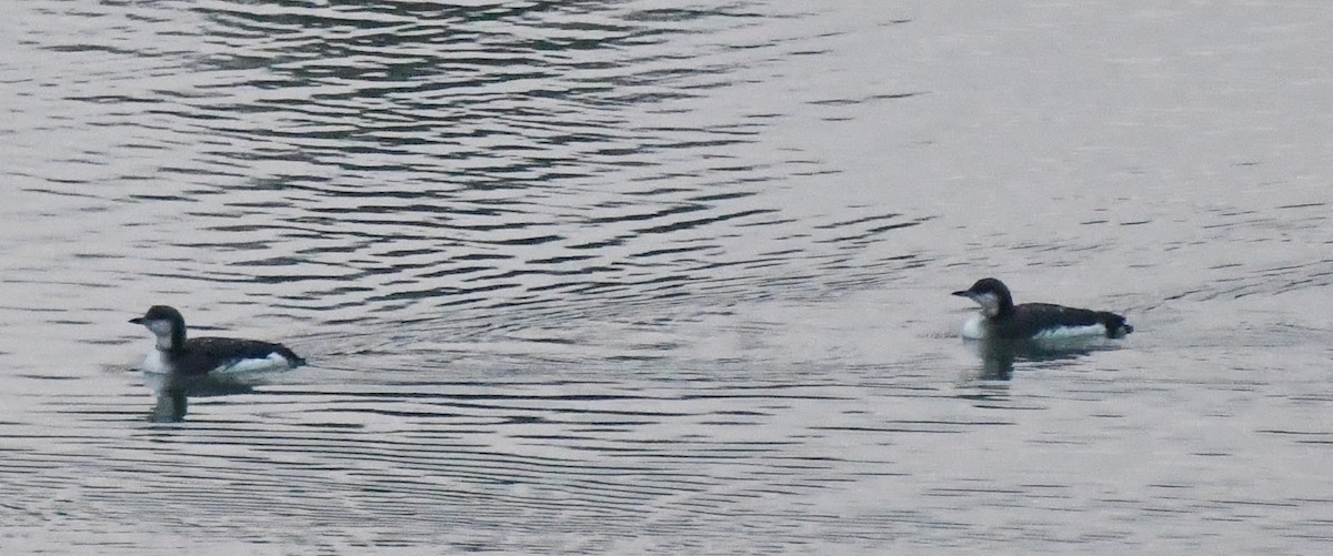 Arctic Loon - ML645402742