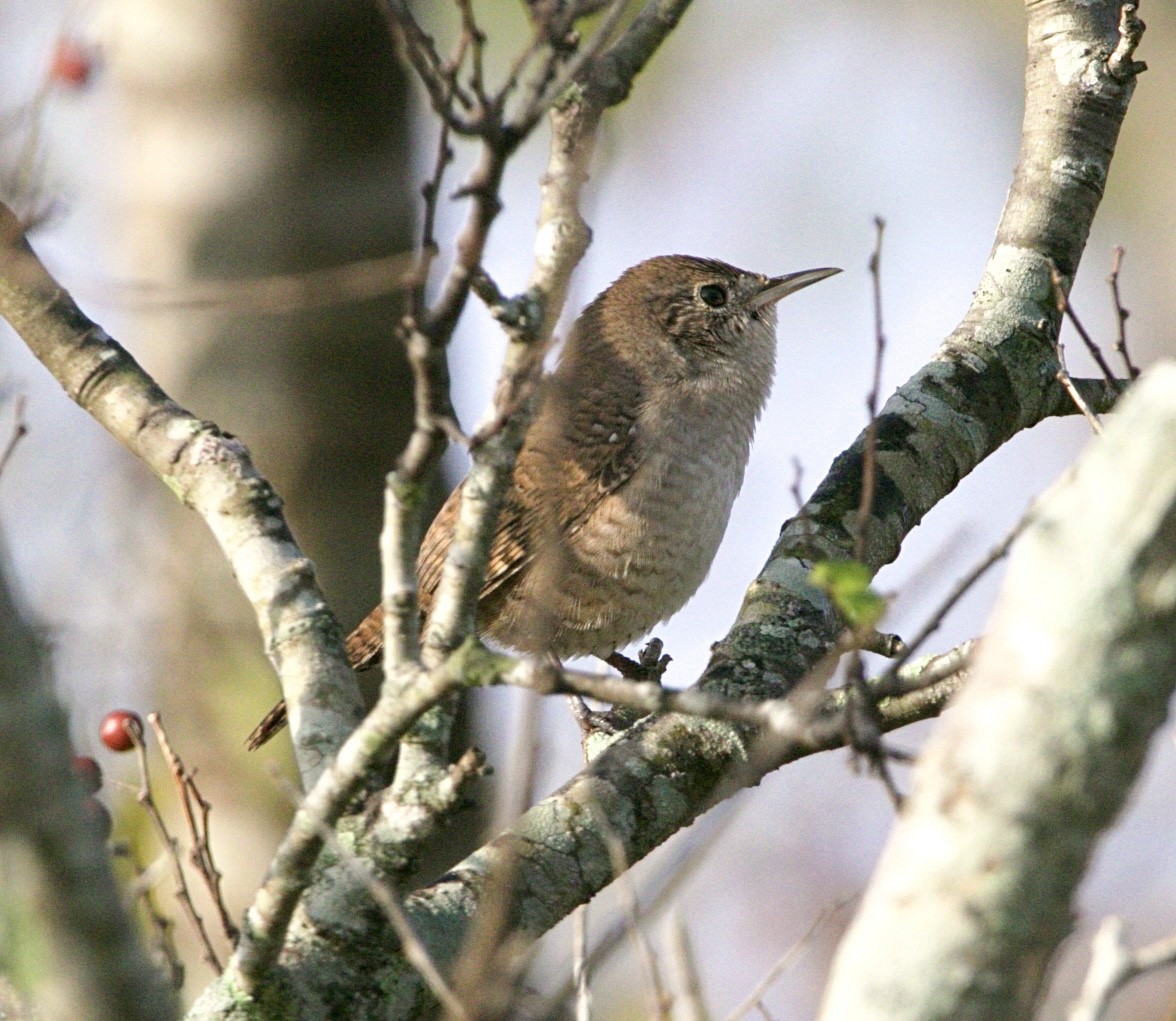 Northern House Wren - ML645402743