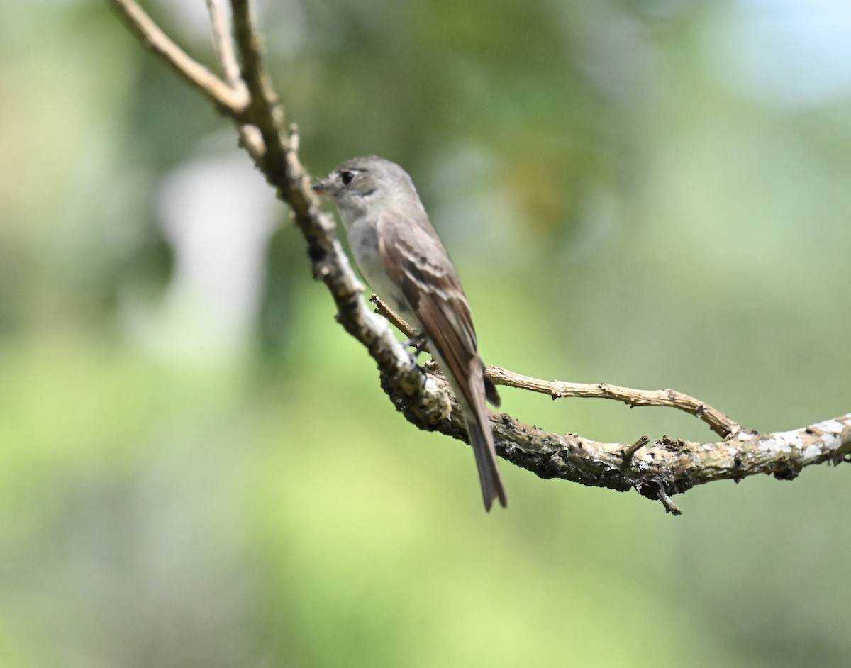 Acadian Flycatcher - ML645402745