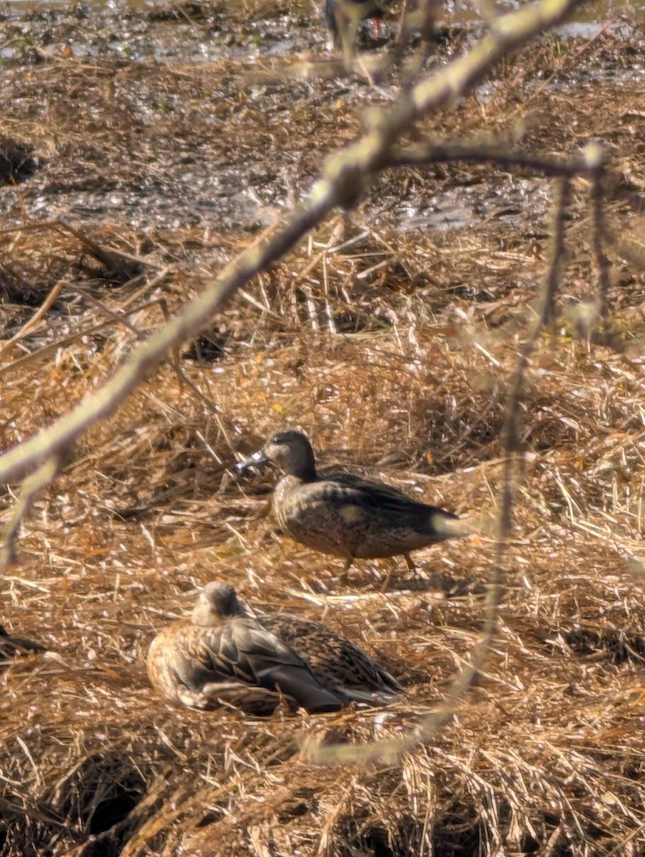 Blue-winged Teal - ML645402749