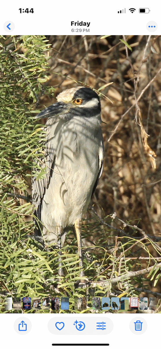 אנפת לילה צהובת-כיפה - ML645402750
